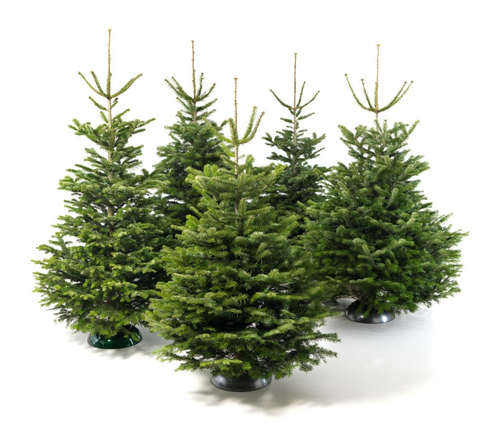Kerstboom L